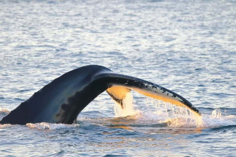 From Tromsø: All-Inclusive Whale & Orca Safari - Outdoor decks, warm suits, and close views
