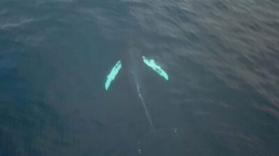 Tromsø: All-Inclusive Whale & Orca Safari
