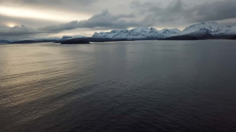 From Tromsø: All-Inclusive Whale & Orca Safari - Birds and the wider Arctic setting