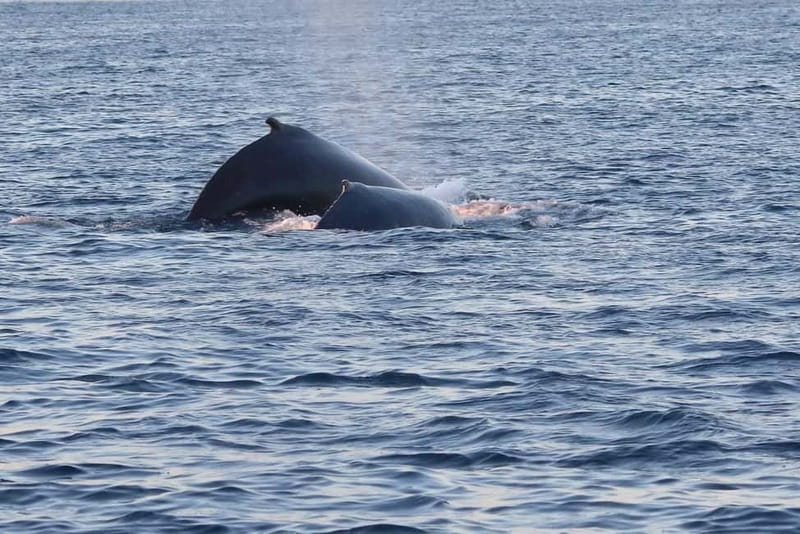 From Tromsø: All-Inclusive Whale & Orca Safari - What the $186 price really covers