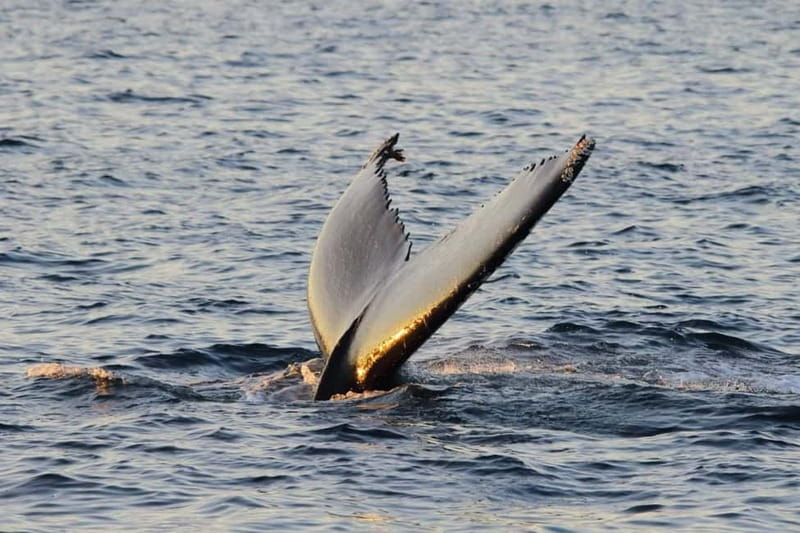 From Tromsø: All-Inclusive Whale & Orca Safari - Practical details before you book