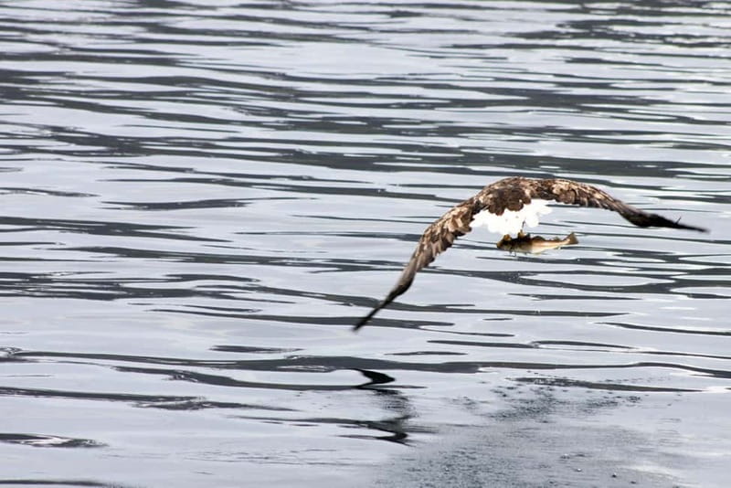 From Tromsø: All-Inclusive Whale & Orca Safari - FAQ