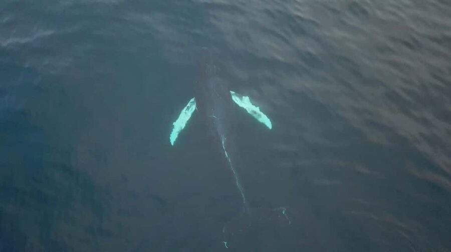 From Tromsø: All-Inclusive Whale & Orca Safari - Reaching Skjervøy and searching for whales