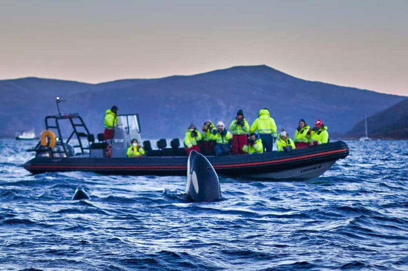 From Tromso: Whale Watching in Magic Skjervoy - Key points to know before booking