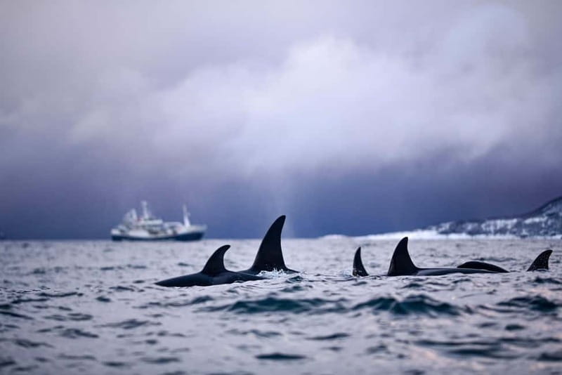 From Tromso: Whale Watching in Magic Skjervoy - Who should book this Skjervøy whale trip?