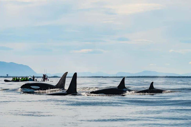 From Tromso: Whale Watching in Magic Skjervoy - The 5:20 a.m. meeting at Prostneset