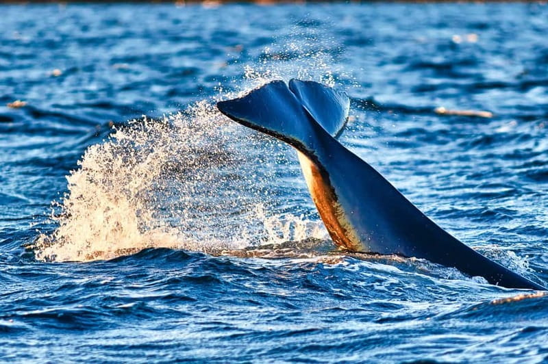 From Tromso: Whale Watching in Magic Skjervoy - Suiting up in Skjervøy