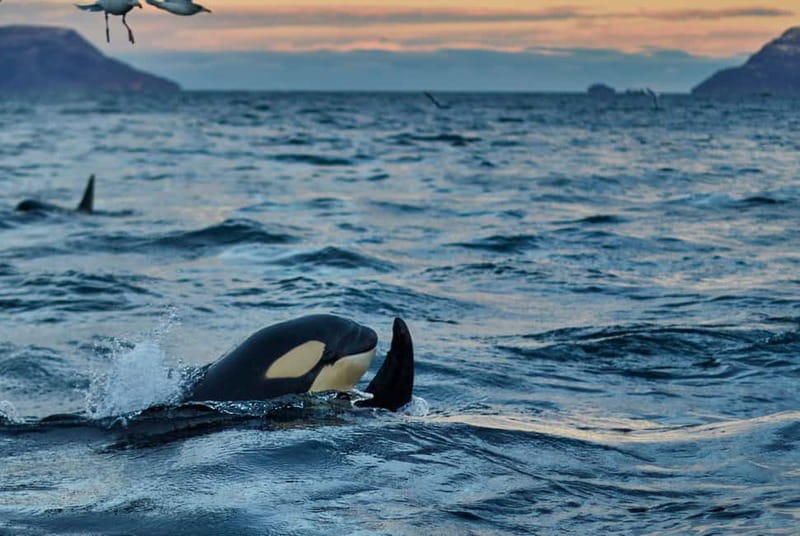 From Tromso: Whale Watching in Magic Skjervoy - What the fjords add to the day
