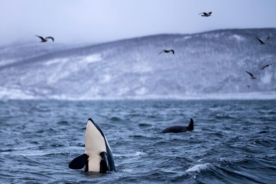 From Tromso: Whale Watching in Magic Skjervoy - Food, warmth, and the trip back