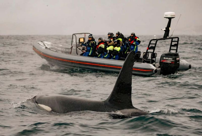 From Tromso: Whale Watching in Magic Skjervoy - The real drawbacks to consider