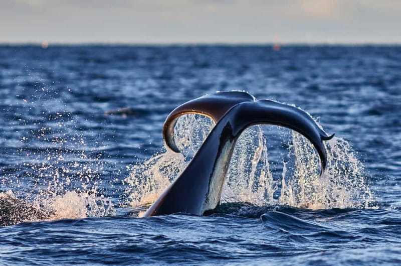 From Tromso: Whale Watching in Magic Skjervoy - The road to Skjervøy is part of the value