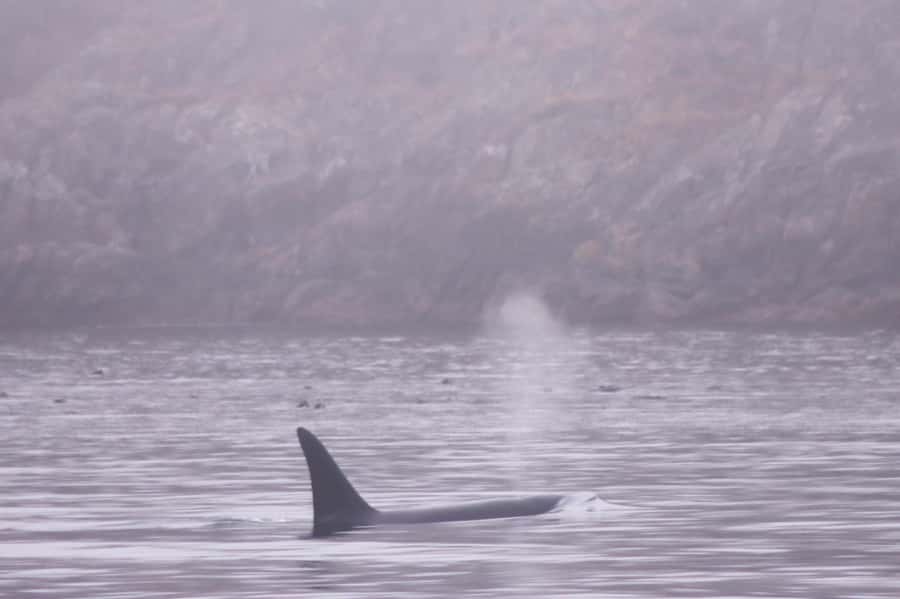 From Victoria: Whale Watching Marine Wildlife Excursion - Booking flexibility and basic practical details