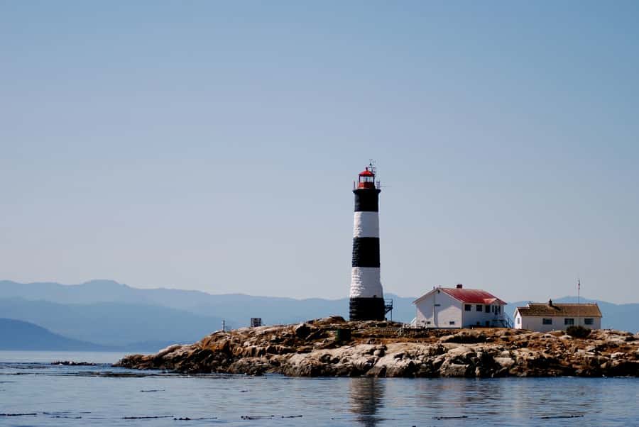 From Victoria: Whale Watching Marine Wildlife Excursion - The three-hour search for marine life