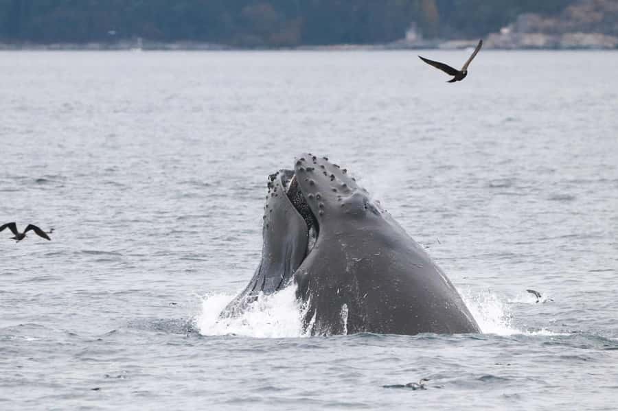 From Victoria: Whale Watching Marine Wildlife Excursion - What the open-air ride is really like