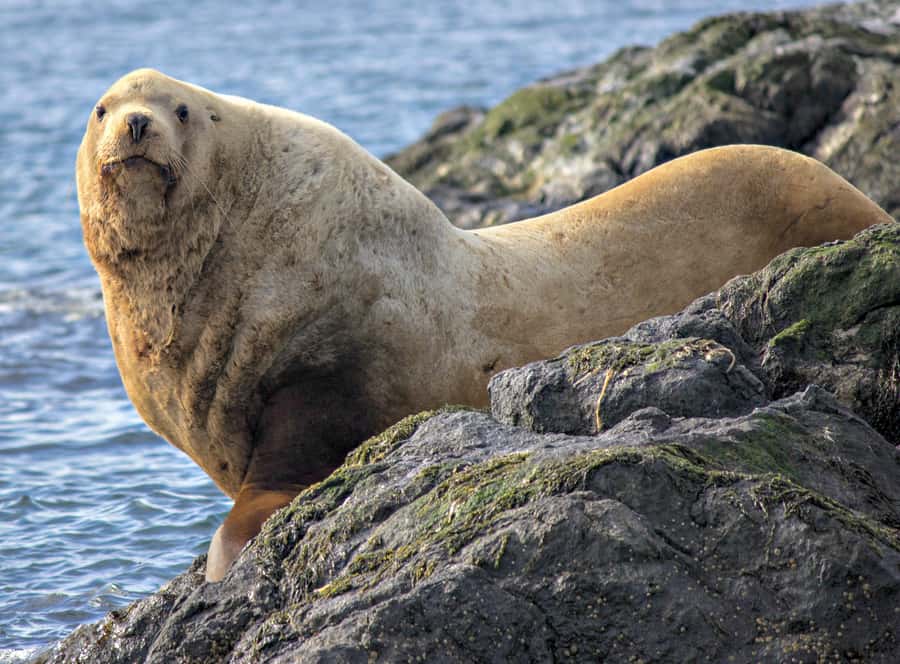From Victoria: Whale Watching Marine Wildlife Excursion - The value of the $113 price