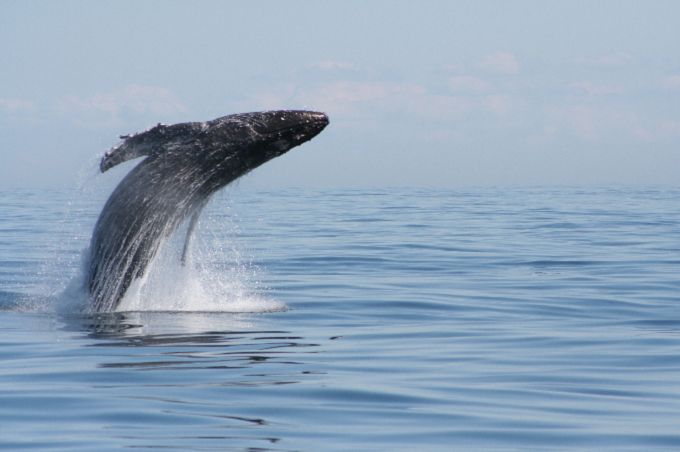 From Victoria: Whale Watching Marine Wildlife Excursion - Who should choose this trip
