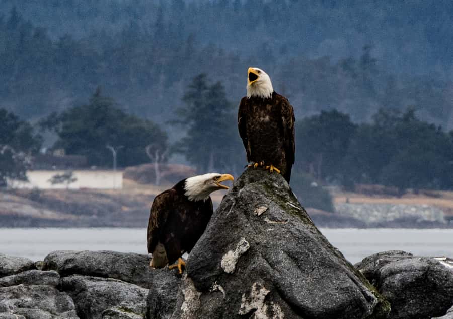 From Victoria: Whale Watching Marine Wildlife Excursion - How to prepare for a better ride