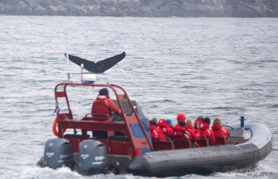 From Victoria: Whale Watching Marine Wildlife Excursion - From Wharf Street to the open water