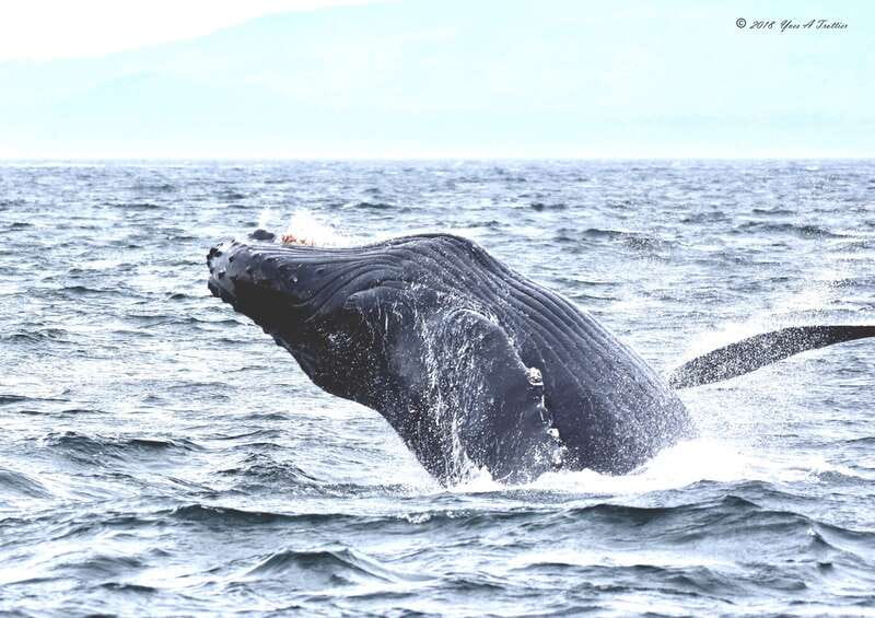 From Victoria: Whale Watching Tour by Zodiac Boat - Why the Zodiac makes Victoria whale watching different