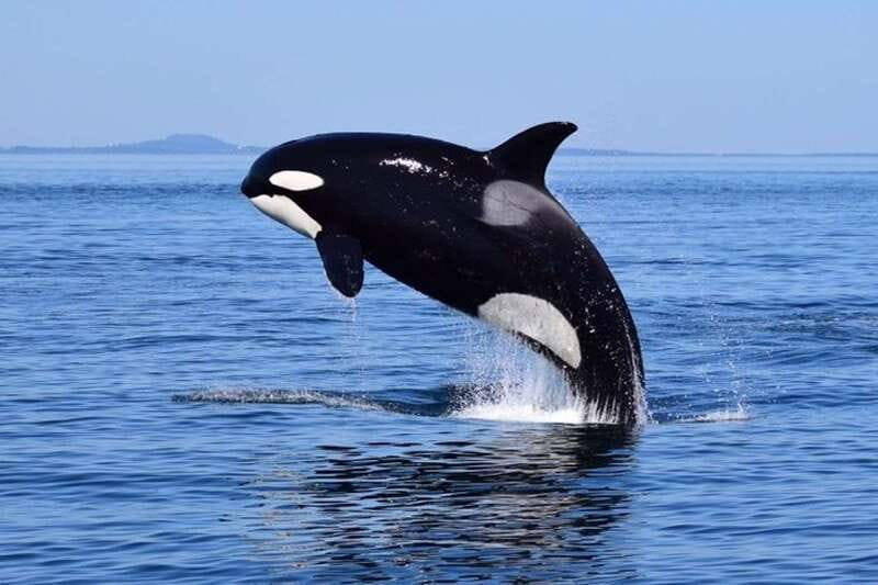 From Victoria: Whale Watching Tour by Zodiac Boat - Leaving Victoria and entering the Salish Sea