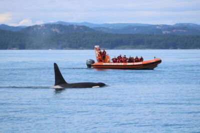 Victoria: Whale Watching Tour by Zodiac Boat