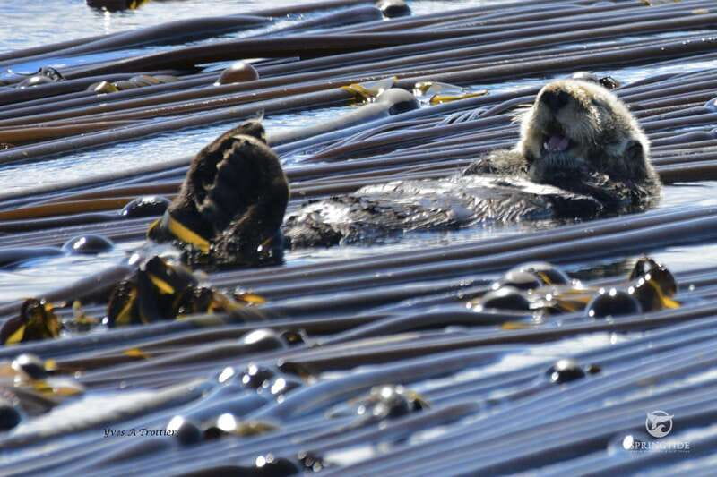 From Victoria: Whale Watching Tour by Zodiac Boat - Searching for orcas and humpback whales