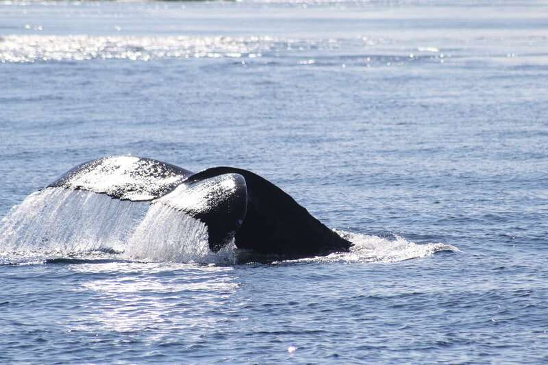 From Victoria: Whale Watching Tour by Zodiac Boat - How rough is the ride?
