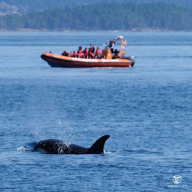 From Victoria: Whale Watching Tour by Zodiac Boat - Is $138 a fair price?