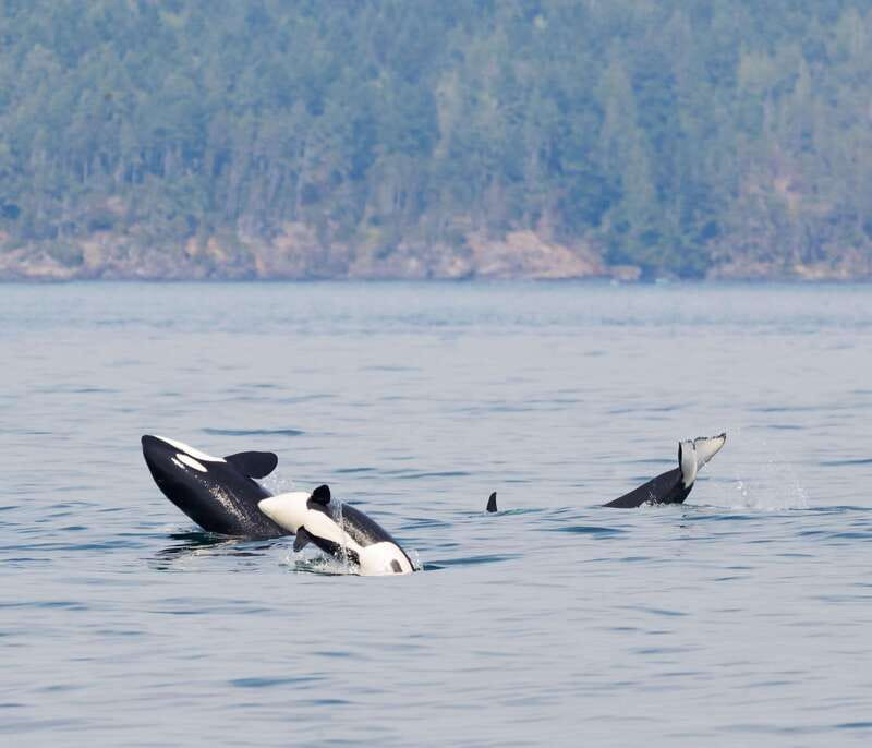 From Victoria: Whale Watching Trip on Covered Boat - Key points to know before you go