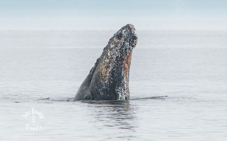 From Victoria: Whale Watching Trip on Covered Boat - The naturalists shape the trip