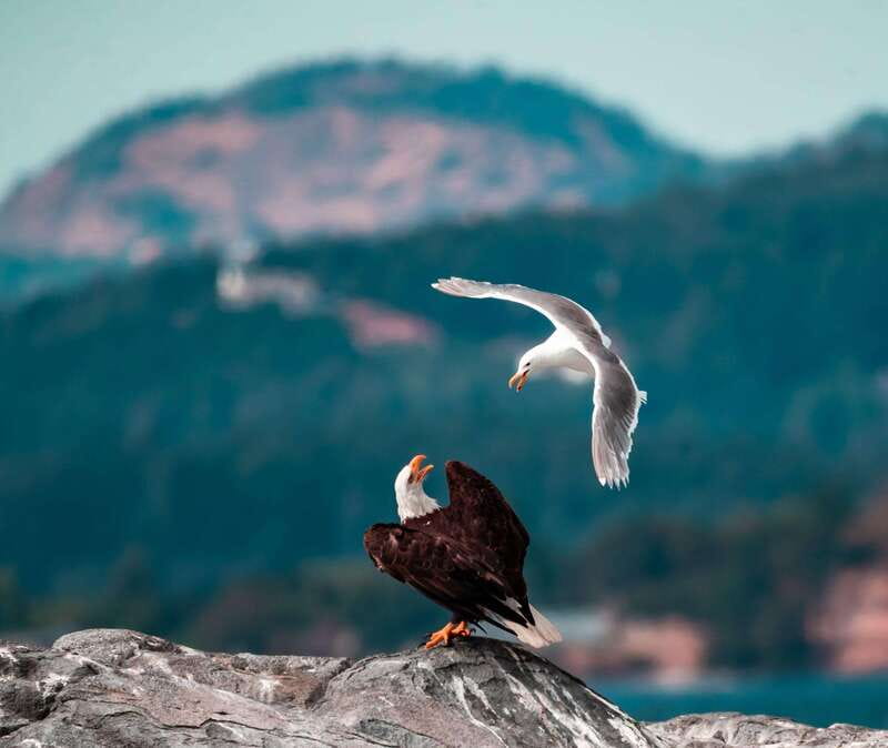 From Victoria: Whale Watching Trip on Covered Boat - A three-hour search, not a guaranteed performance