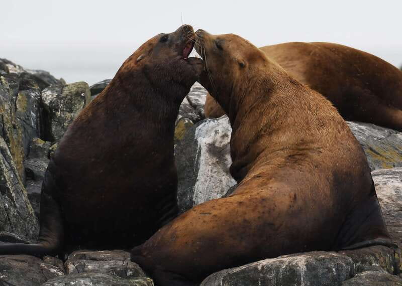 From Victoria: Whale Watching Trip on Covered Boat - Photos let you watch instead of work