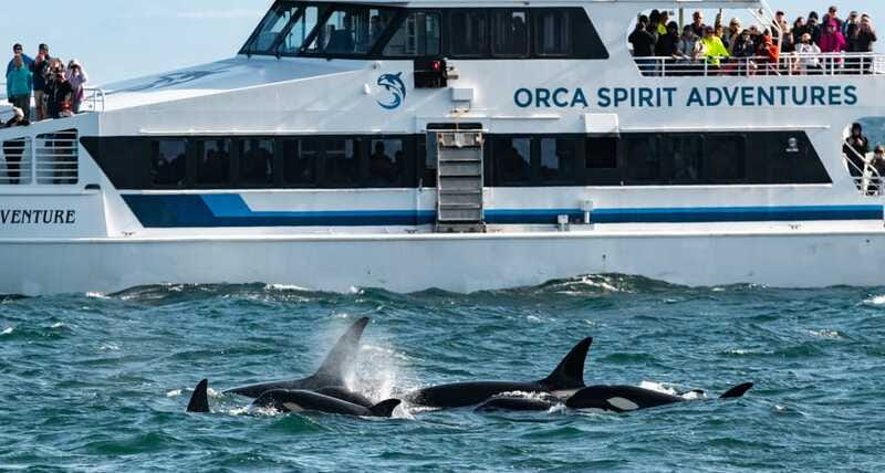 From Victoria: Whale Watching Trip on Covered Boat - When to go and what to wear