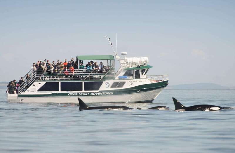 From Victoria: Whale Watching Trip on Covered Boat - What the covered boat adds