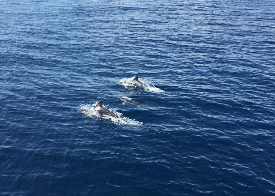 Fuerteventura: Whale & Dolphin Watching Boat Tour with Guide - Searching for whales and dolphins between two islands
