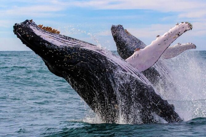 Full Day Bacardi Whale Watching - End Season March 30th - Why the March 30 cutoff matters