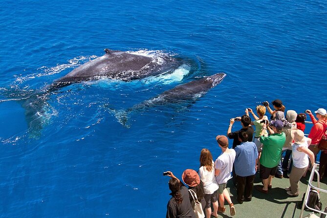 Full Day Bacardi Whale Watching - End Season March 30th - Returning from Las Cañitas