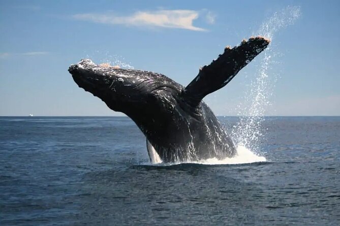 Full Day Bacardi Whale Watching - End Season March 30th - What the $165 price really covers