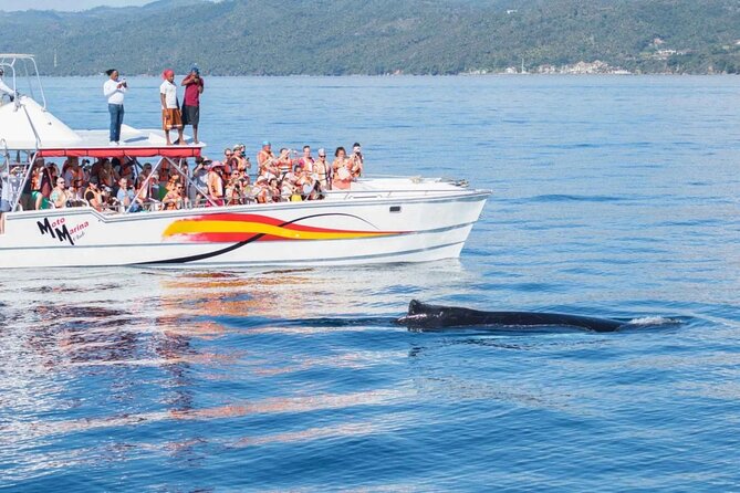 Full Day Bacardi Whale Watching - End Season March 30th - Who will enjoy this day most