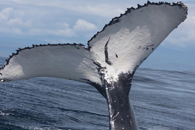 Full Day Bacardi Whale Watching - End Season March 30th - Crossing Samaná Bay by boat