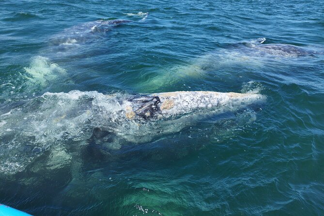 Full Day Gray Whale Watching Experience - Mangroves, a Panga, and the Gray Whale Area