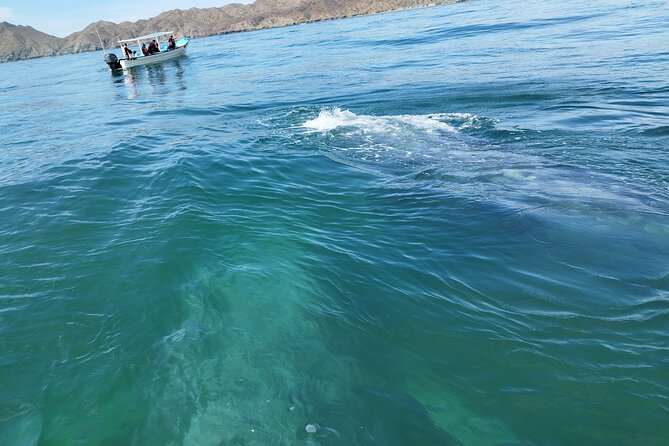 Full Day Gray Whale Watching Experience - Guides and the Quality of the Explanation