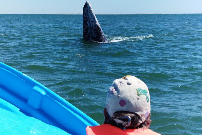 Full Day Gray Whale Watching Experience - Who Will Get the Most From This Tour