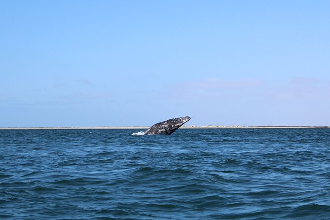 Full Day Gray Whale Watching Experience - What Two Hours With the Whales Can Be Like