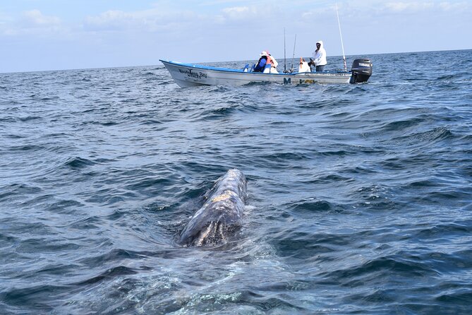 Full-Day Gray Whale Watching tour from Cabo to Mag Bay - Key points to know before booking
