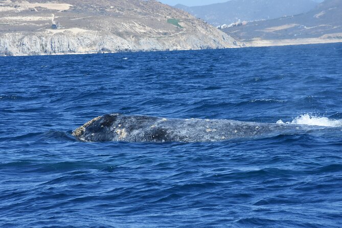 Full-Day Gray Whale Watching tour from Cabo to Mag Bay - Why Magdalena Bay is worth the long ride