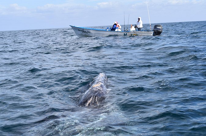 Full-Day Gray Whale Watching tour from Cabo to Mag Bay - Arriving at Puerto Chale and Magdalena Bay