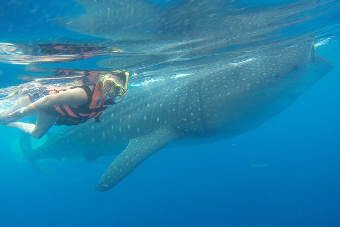 Full-Day Whale Shark Tour Puerto Morelos with Pickup and Lunch - The 6:00 a.m. start in Puerto Morelos