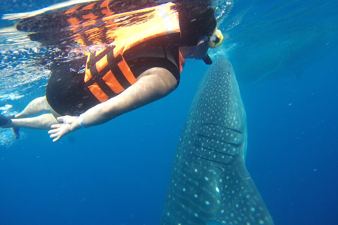 Full-Day Whale Shark Tour Puerto Morelos with Pickup and Lunch - Who will enjoy this most
