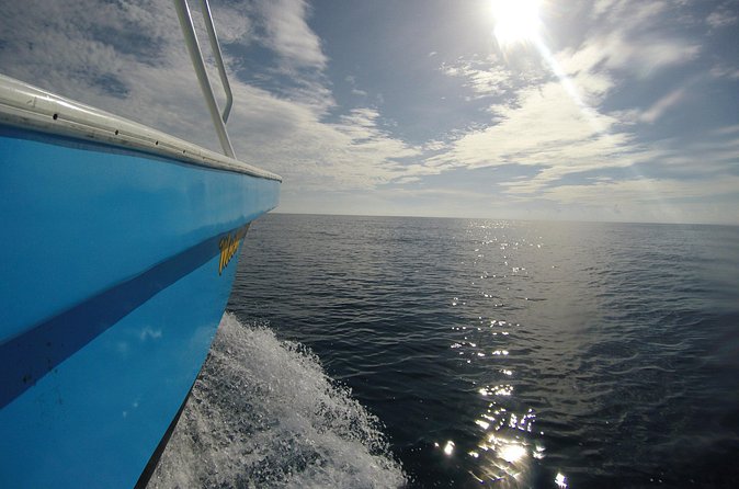 Full-Day Whale Shark Tour Puerto Morelos with Pickup and Lunch - Practical details before you book
